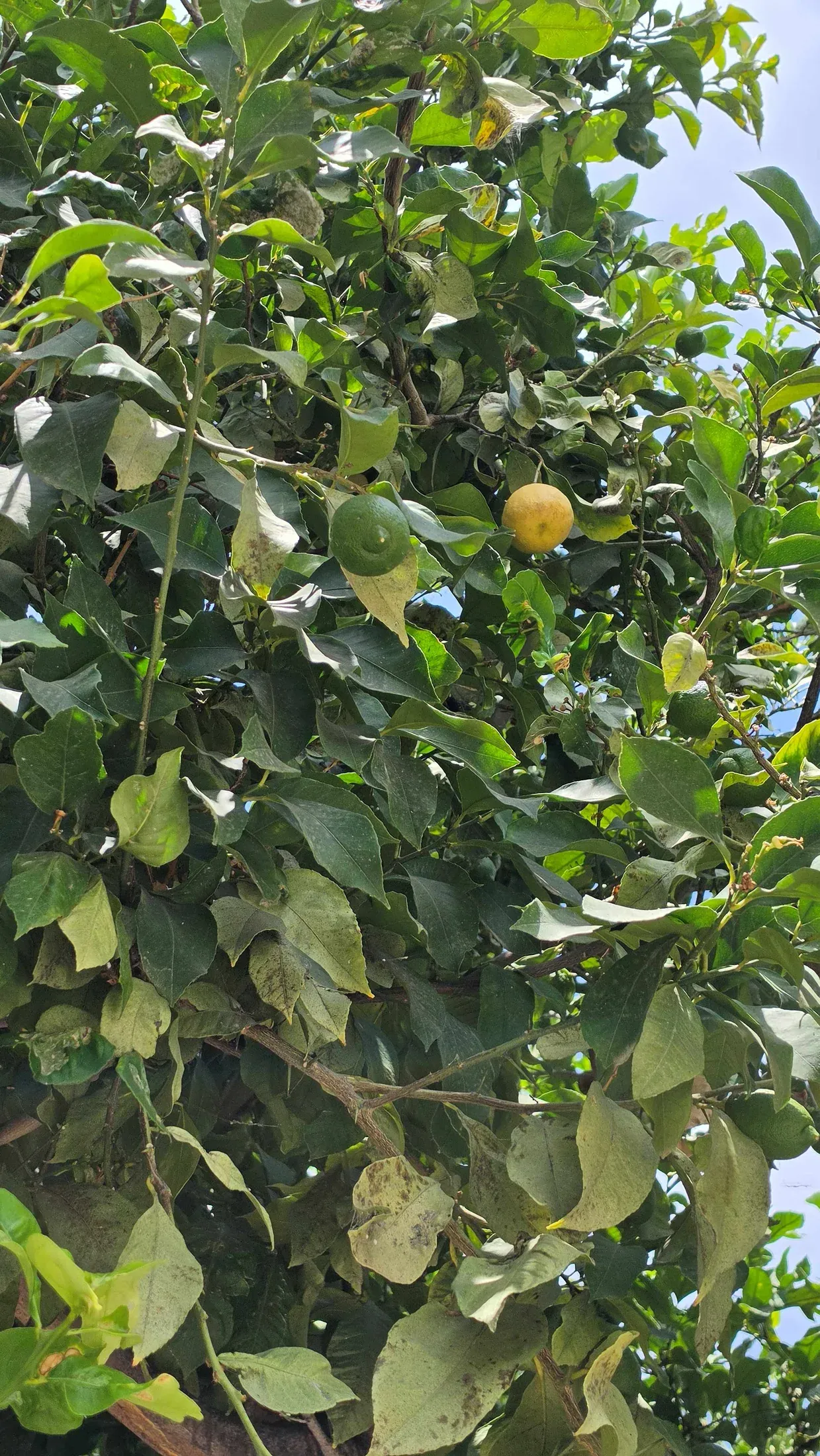 The fruiting lemon tree beside the front door of Villa Nadezda