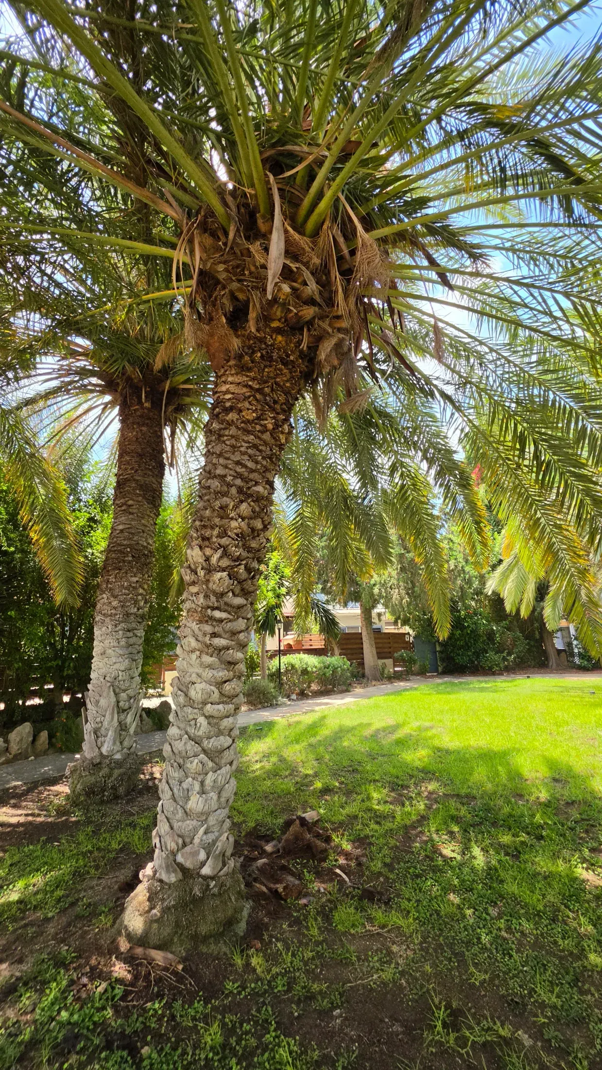 Palm trees and lawn in the gardens of the complex