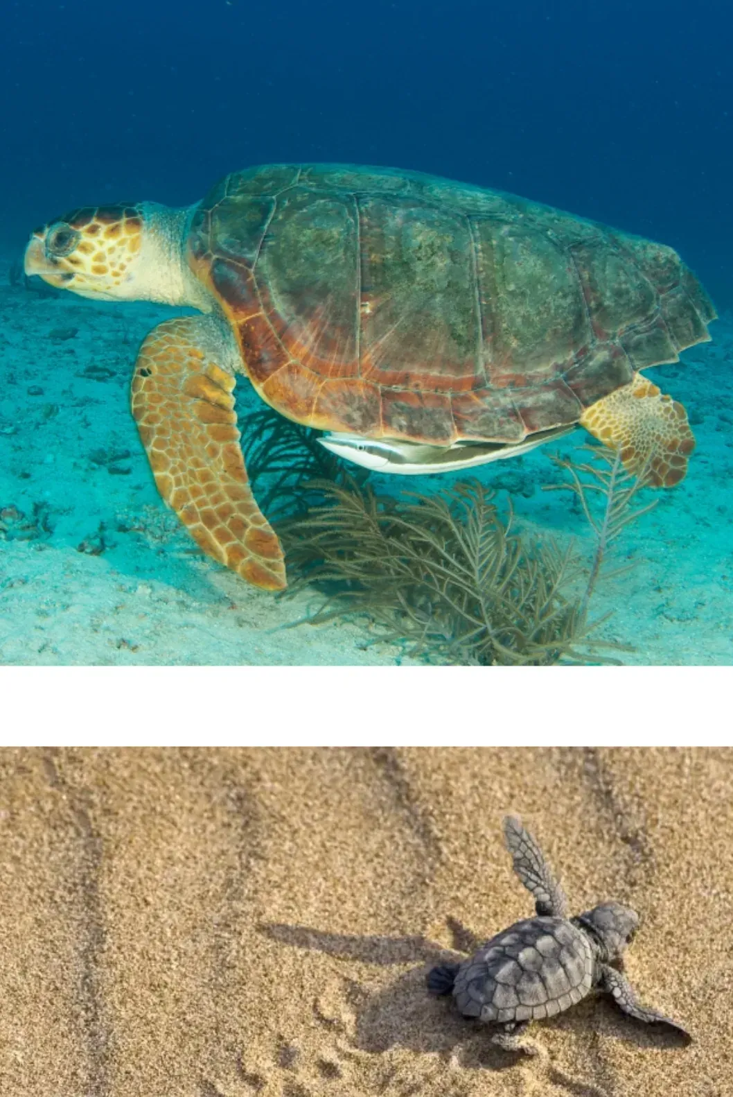 Lara Beach: A Wild Turtle Beach Near Villa Nadezda