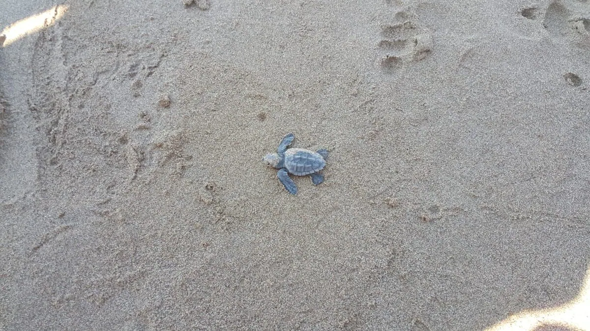 Protected turtle nest marked with a cage on Lara Beach, Cyprus