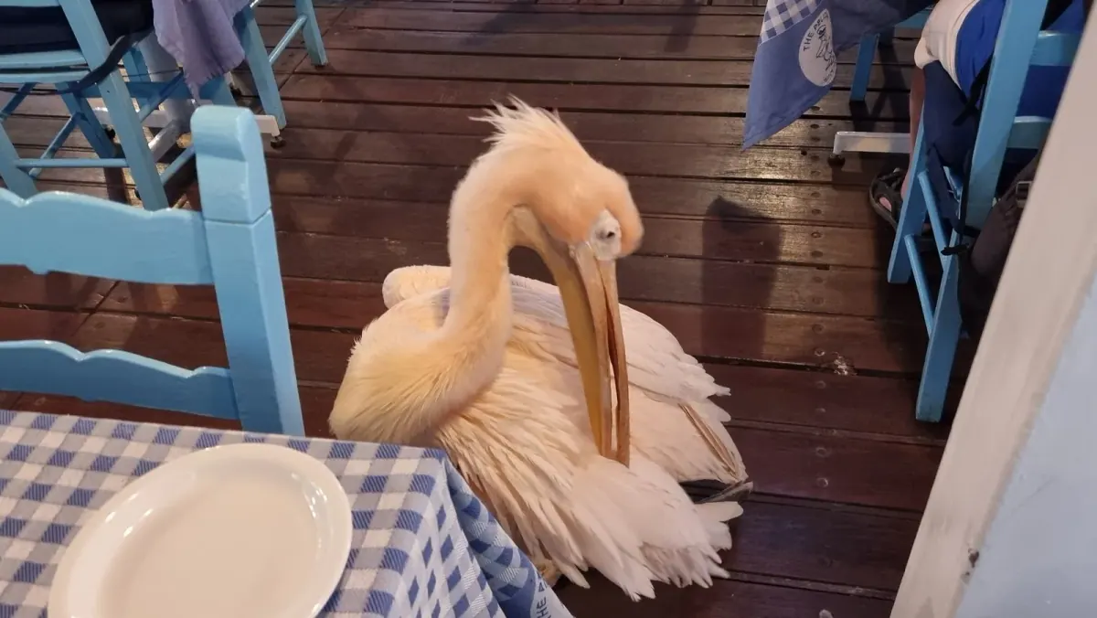 Seafront terrace of The Pelican restaurant at Paphos harbour