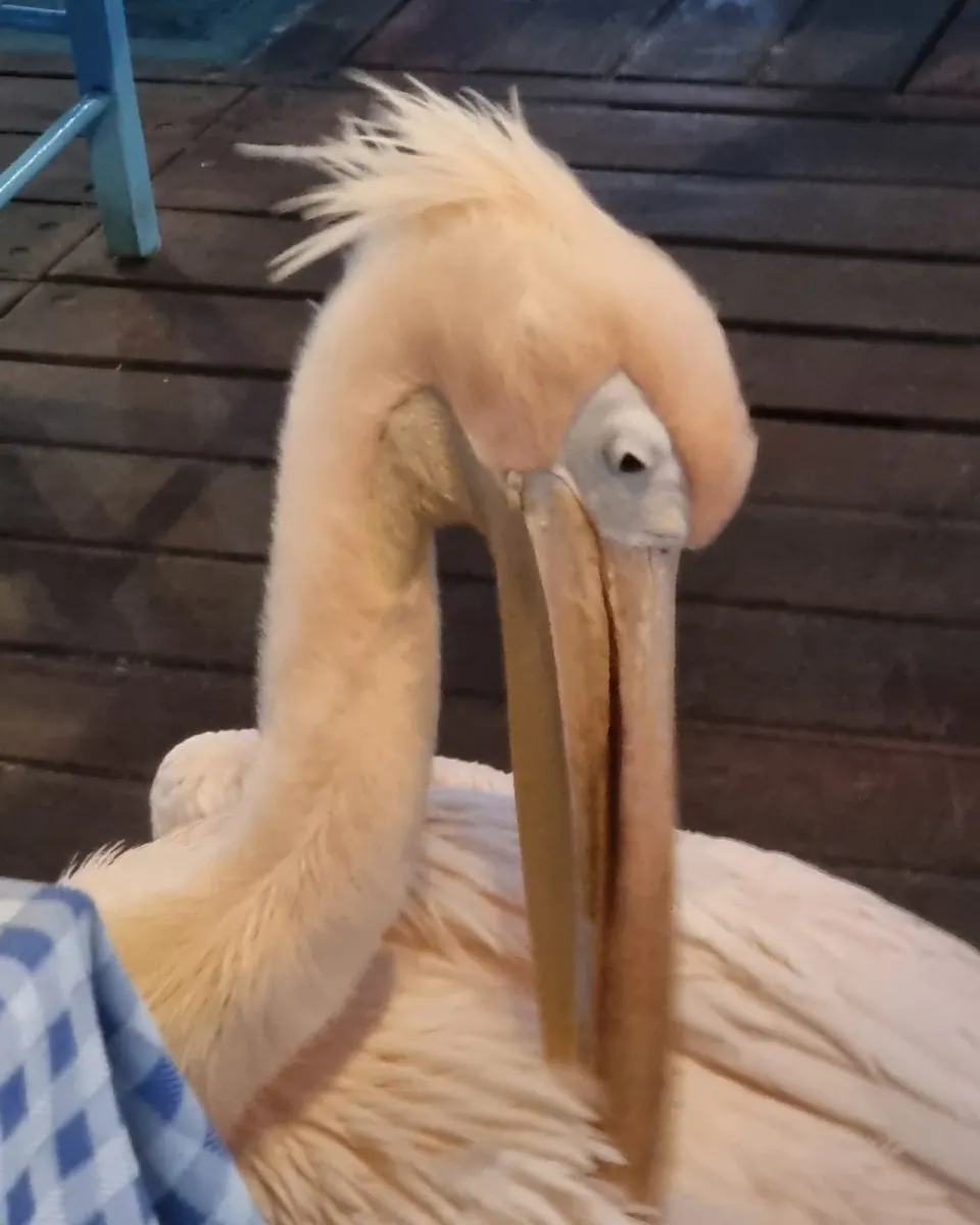 The resident pelican at The Pelican restaurant in Paphos