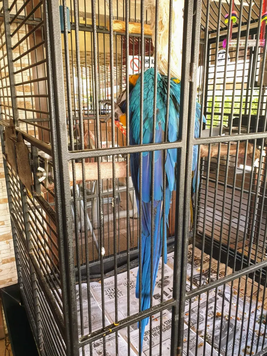 The parrot that lives at the Parrot Restaurant near Villa Nadezda