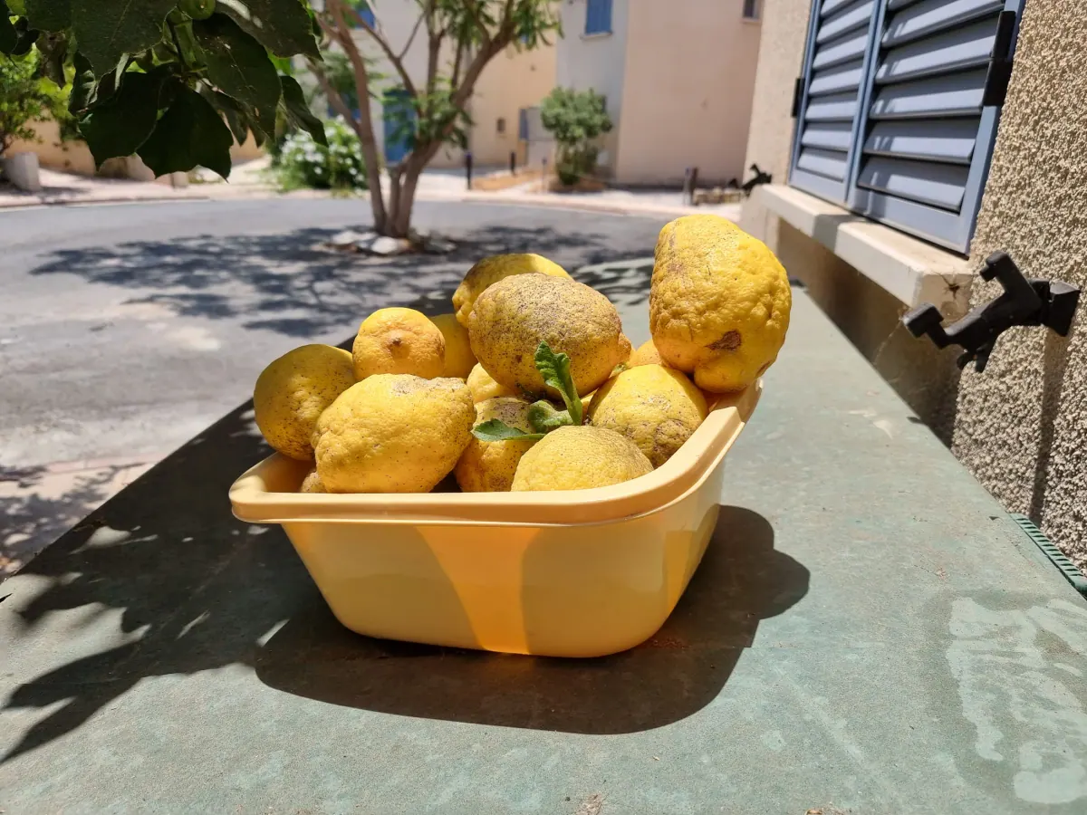 Green garden and lemon tree in front of Villa Nadezda